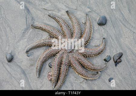 Stella di mare sulla spiaggia Foto Stock