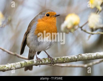 Unione Robin (Erithacus rubecula) Foto Stock