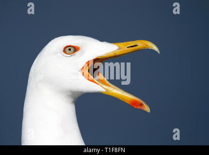 Testa di un urlando adulto nero minore-backed Gull, Larus fuscus, contro il cielo blu. Foto Stock