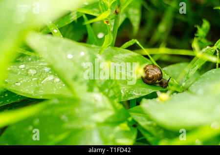 Poco va a passo di lumaca con guscio di colore marrone su una grande foglia verde intorno un sacco di gocce di acqua dopo la pioggia di estate Foto Stock