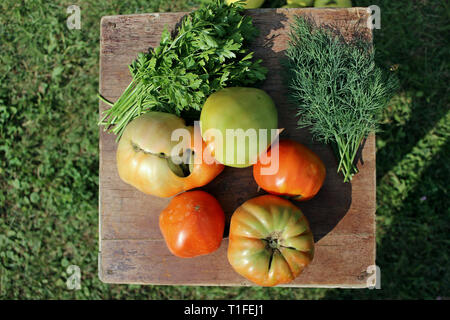 Giornata di sole presso il giardino, piatto giaceva su sfondo di legno di freschi pomodori organico, il prezzemolo e l'aneto dal giardino Foto Stock