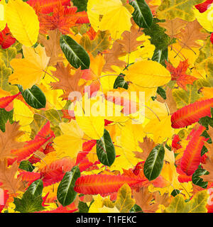 Piastrellabile Nathloser sfondo e motivo di foglie colorate in autunno Foto Stock