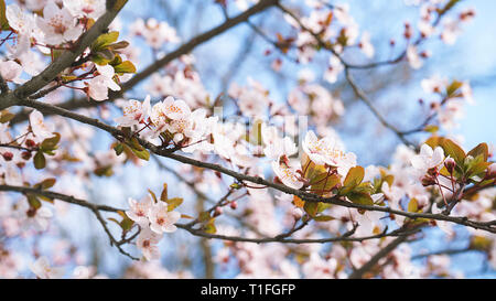Molla albero di mele fiori in fiore, il fiore nel caldo sole di luce sul cielo blu sullo sfondo. Foto Stock