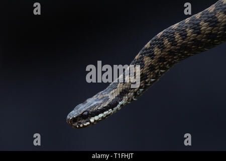 Il sommatore 'Vipera berus' esteso Foto Stock