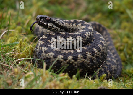 Il sommatore 'Vipera berus' aletta a spirale Flick Foto Stock