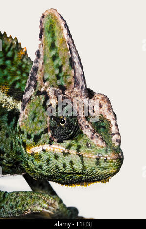 Close-up di una testa di un giallo verde camaleonte dalla parte anteriore di un occhio è il fissaggio della fotocamera. Foto Stock