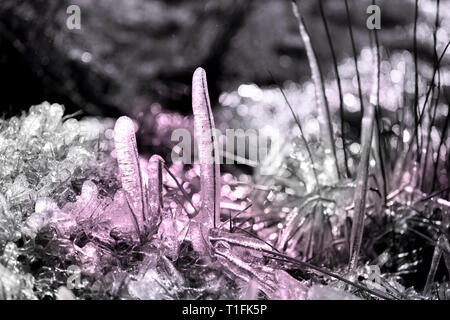 Incandescente traslucido cristalli di ghiaccio, composizione organica sfondo astratto. Rosa cristallo splendente, composizione monocromatica. Foto Stock