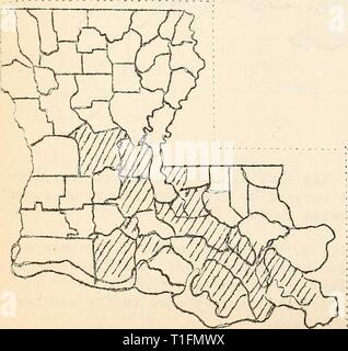 Malattie del cotone, canna da zucchero, malattie del cotone, canna da zucchero, alberi da bosco, piante ornamentali e varie piante negli Stati Uniti nel 1919 diseasesofcotton11mart Anno: 1920 più fortemente infes- ted grande zona della Louisiana, e di conseguenza nel Uiiited membri, è tra Hutcher e riserve, dove circa 75 delle piante su ogni planta- zione sono state infettate. La quantità variava da 4-30 da questo quartiere di New Orleans e dal New Orleans all'estremità inferiore. In Payou- distretto di Lafourche 1-8 delle piante sono state infettate. In prossimità del Cairo, Georgia (Grady County) l'inf Foto Stock