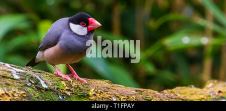 Riso Java sparrow, popolare uccello tropicale dal java isola di Indonesia, popolare voliera pet in avicoltura, minacciate specie di uccelli Foto Stock