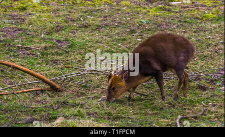 Cinese maschio muntjac pascolo al pascolo, Barking deer dall Asia Foto Stock