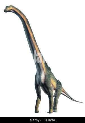 Un sauropod giganti, il più grande dei dinosauri e il più grande tipo di animali terrestri, sempre su un fondo bianco rivolto verso l'osservatore. Il rendering 3D Foto Stock