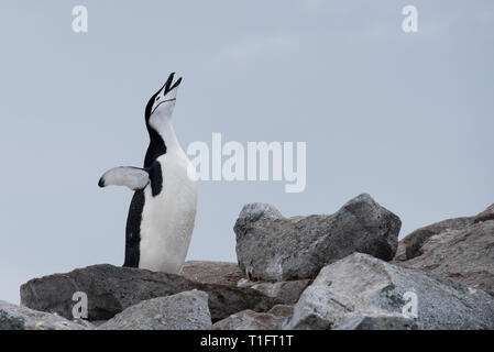 L'Antartide, noioso punto situato sul lato ovest di due Hummock Isola nell'arcipelago Palmer. Pinguini Chinstrap chiamando (WILD: Pygoscelis antarc Foto Stock