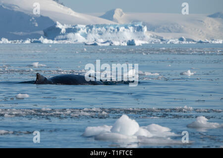 L'Antartide. De Cuverville Island si trova entro il canale Errera tra Ronge Island e la penisola Arctowski. Humpback Whale. Foto Stock