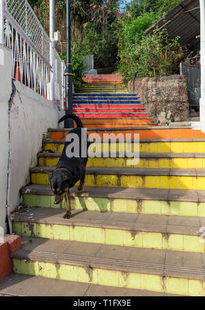 Cane sul volo colorato di scale in Fontainhas, Panaji (Panjim), Goa, India Foto Stock