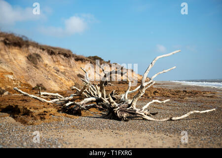 Effetti di erosione costiera Suffolk REGNO UNITO Foto Stock