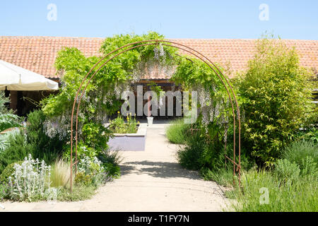 Il Glicine che cresce su un traliccio di supporto Torna al giardino, una farm shop e caffetteria in Letheringsett, Holt, North Norfolk, Inghilterra. Foto Stock