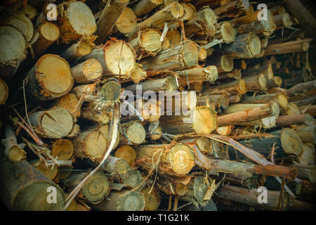 I registri di segato per essere trasportati da segheria Foto Stock