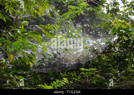 Spider Net Foresta Pluviale giungla Ecuador Foto Stock