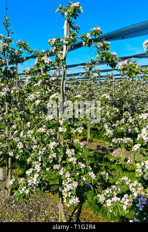 Fioritura di meli in semi-albero standard di coltivazione, Cantone di Turgovia, Svizzera Foto Stock