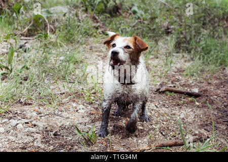 FUNNY DIRTY Jack Russell cane giocando in una pozza di fango presso la foresta in primavera o estate stagione Foto Stock