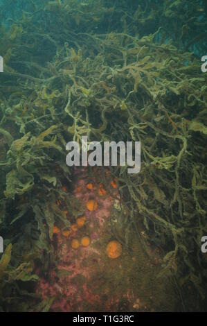 Arancione globulare golfball spugne crescente sul grande masso sotto la crescita densa di mare marrone erbacce coperta con sedimento fine. Foto Stock