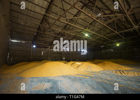 Shelter per lo stoccaggio del mais e granella prodotti. Grandi mucchi di grano sono costruiti sotto il tetto nel vecchio granaio. Vecchie tecnologie agricole sono in Foto Stock