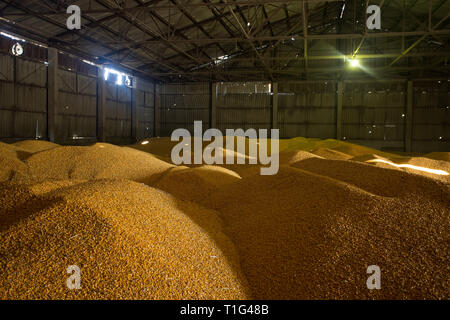 Shelter per lo stoccaggio del mais e granella prodotti. Grandi mucchi di grano sono costruiti sotto il tetto nel vecchio granaio. Vecchie tecnologie agricole sono in Foto Stock