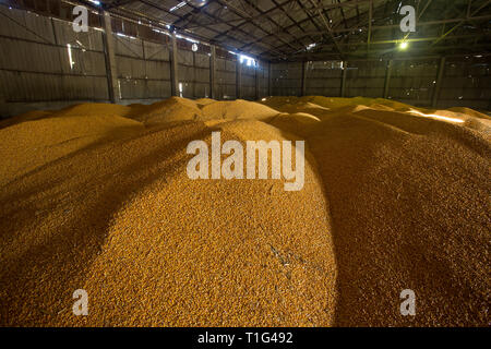 Shelter per lo stoccaggio del mais e granella prodotti. Grandi mucchi di grano sono costruiti sotto il tetto nel vecchio granaio. Vecchie tecnologie agricole sono in Foto Stock