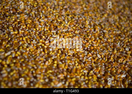 Shelter per lo stoccaggio del mais e granella prodotti. Grandi mucchi di grano sono costruiti sotto il tetto nel vecchio granaio. Vecchie tecnologie agricole sono in Foto Stock