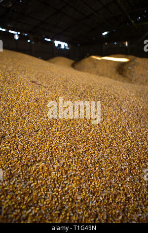 Shelter per lo stoccaggio del mais e granella prodotti. Grandi mucchi di grano sono costruiti sotto il tetto nel vecchio granaio. Vecchie tecnologie agricole sono in Foto Stock