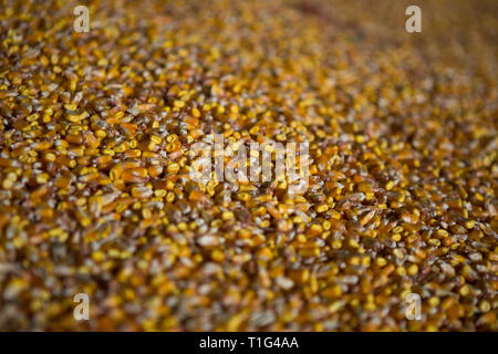 Shelter per lo stoccaggio del mais e granella prodotti. Grandi mucchi di grano sono costruiti sotto il tetto nel vecchio granaio. Vecchie tecnologie agricole sono in Foto Stock