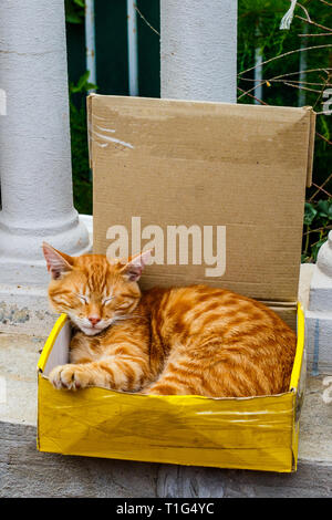 Foto ginger cat seduto nella casella sulla strada. Foto Stock