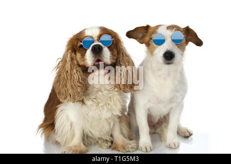 FUNNY due cani estate indossa occhiali. Isolato STUDIO SHOT contro uno sfondo bianco. Foto Stock