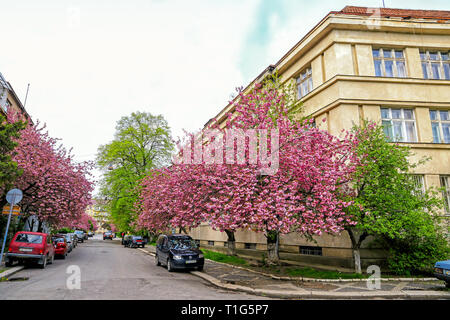 Uzhhorod, Ucraina - 14 Aprile 2017: fioritura rosa sakura alberi per le strade della città di Uzhgorod, Ucraina. Sakura si possono trovare in molte parti del Uzhgor Foto Stock