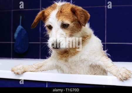 FUNNY DIRTY Jack Russell cane la balneazione. TERRIER CUCCIOLO SU BLU vasca con zampe appesa sopra il bordo. Triste espressione. Foto Stock