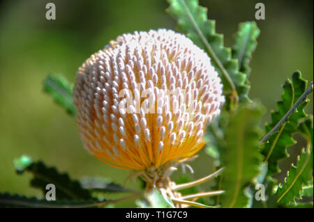 In prossimità di una Banksia speciosa fiore, o vistose banksia. Fiore di spicco picchi (infiorescenze) che assomigliano a piccoli batuffoli di cotone, illuminata dal sole Foto Stock