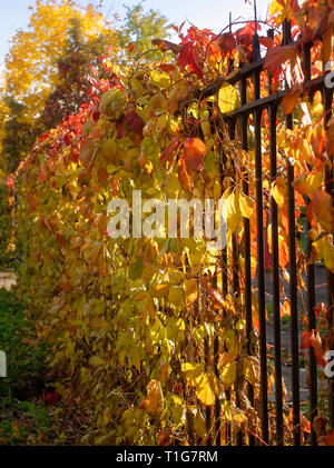 Rosso e foglie di giallo sulla copertura in autunno, Mosca Foto Stock