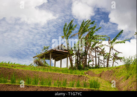 Jatiluwih terrazze di riso, Bali. Bellissimo paesaggio, fresche verdi risaie con cloud blu sullo sfondo del cielo Foto Stock