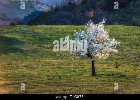 Fiore del melo in montagna Foto Stock