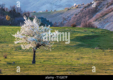 Fiore del melo in montagna Foto Stock