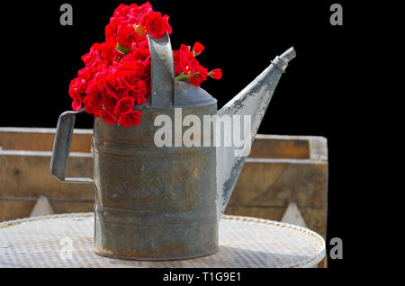 Fiori di colore rosso collocato in un vecchio metallo annaffiatoio seduto su un tavolo. Foto Stock