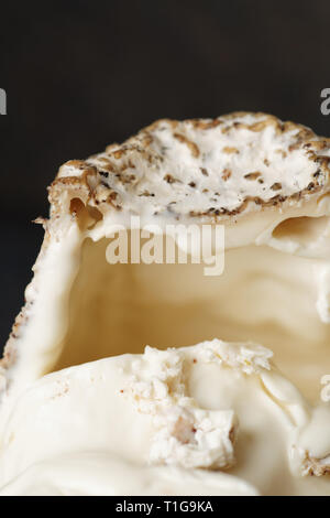 Formaggio di capra e crosta morbida interni close-up Foto Stock