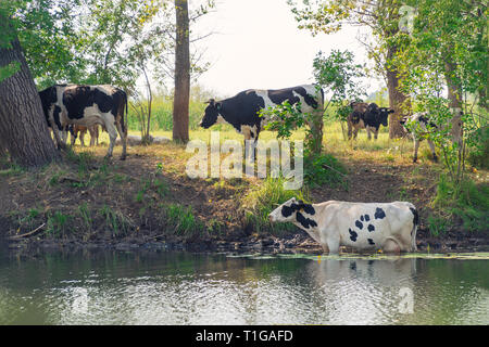 Vacche riposare in acqua in un giorno caldo Foto Stock