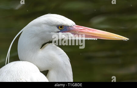 Profilo di un airone blu morph bianco Foto Stock