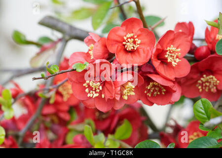 Chaenomeles fiori. La Japonica in primavera. Foto Stock