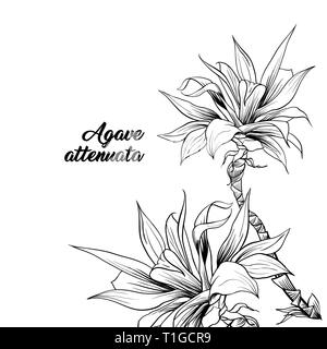 Agave attenuata con nome disegnati a mano illustrazione. Palm tree rami penna a inchiostro di disegno. Clipart botanica con la calligrafia. Pianta tropicale delineare sketch. Foglie esotiche monocromatico elemento di design Illustrazione Vettoriale