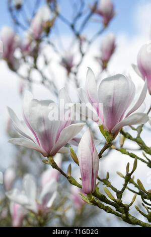 Magnolia fiorisce in primavera. Foto Stock