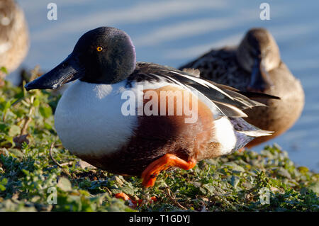 Northern mestolone - Anas (spatola clypeata maschio a piedi di anatra con la femmina dietro Foto Stock