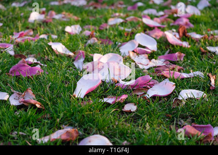 Petali rosa dell'albero di magnolia che giacciono sull'erba dopo essere caduto dall'albero. Foto Stock