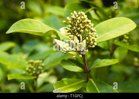 La copertura di Laurel sta per fiorire in Surrey, British Columbia, Canada Foto Stock